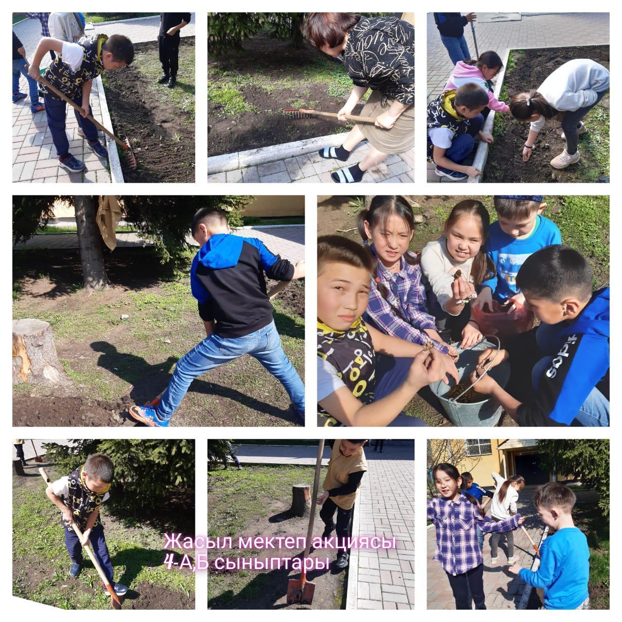 Мемлекет басшысының "Таза Қазақстан"Экологиялық акция аясында - сынп оқушыларының "Ақаш отырғызу" челленджі